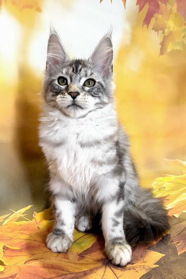 Bowen, Black Silver Blotched Tabby, Maine Coon