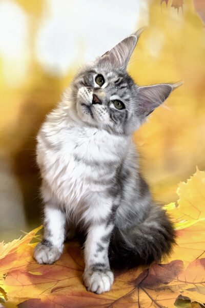 Bowen, Black Silver Blotched Tabby Maine Coon, photo 2