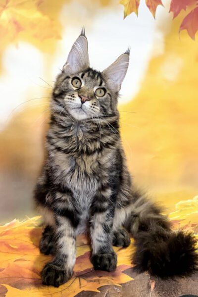 Bradley, Black Blotched Tabby Maine Coon, photo 4