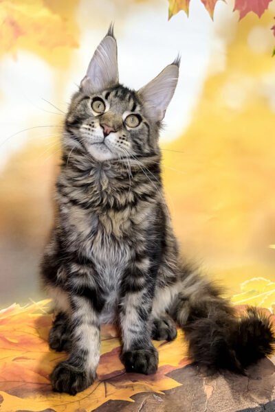 Bradley, Black Blotched Tabby Maine Coon, photo 2