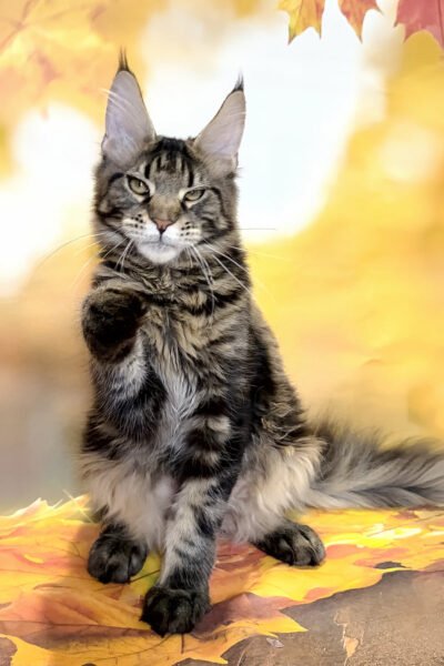 Bradley, Black Blotched Tabby Maine Coon, photo 3