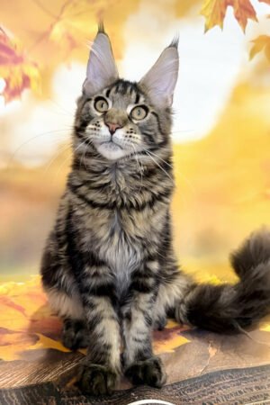 Bradley, Black Blotched Tabby Maine Coon