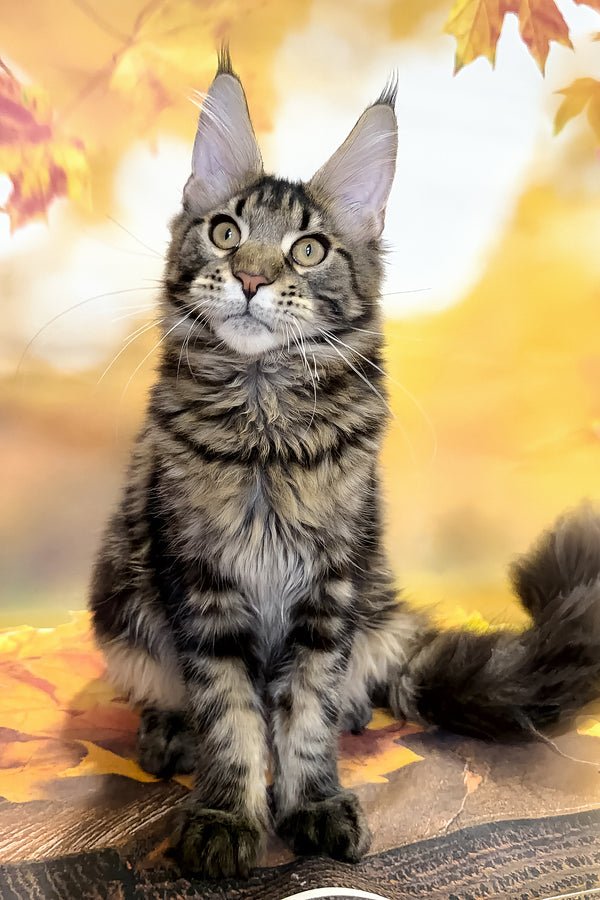 Bradley, Black Blotched Tabby, Maine Coon