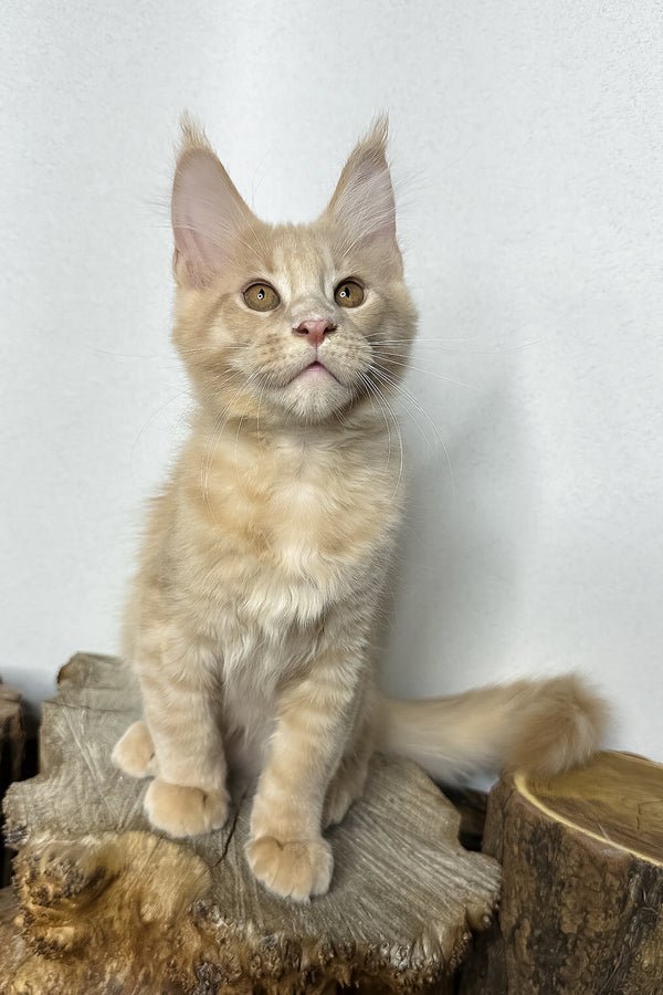 Brock, Cream Spotted Tabby, Maine Coon