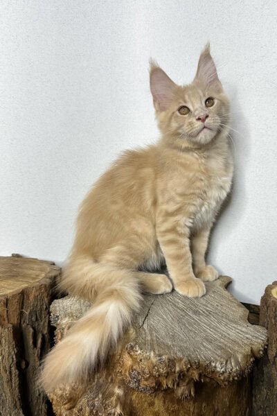 Brock, Cream Spotted Tabby Maine Coon, photo 2