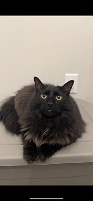 Bubba, Black Smoke, Maine Coon