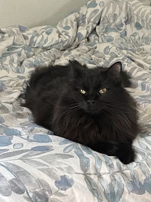 Bubblegum, Black (Mostly), Maine Coon