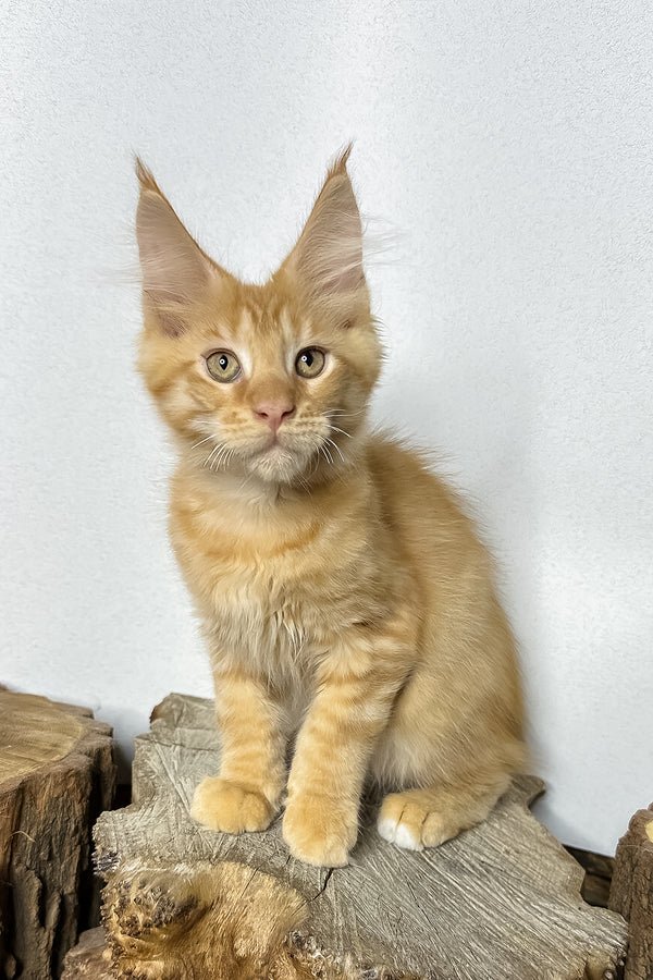 Maine Coon kitten, Byron