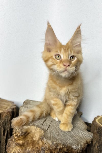 Byron, Red Spotted Tabby With White Maine Coon, photo 2