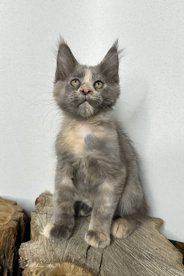 Cade, Blue Tortoise with White, Maine Coon
