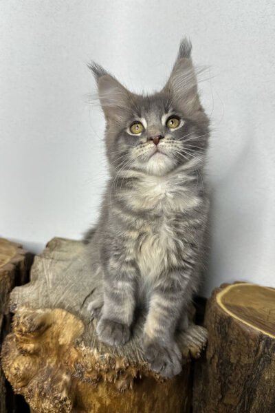 Caden, Blue Blotched Tabby Maine Coon, photo 2