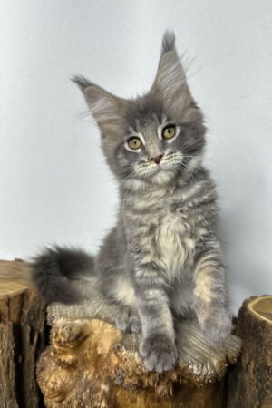 Caden, Blue Blotched Tabby Maine Coon