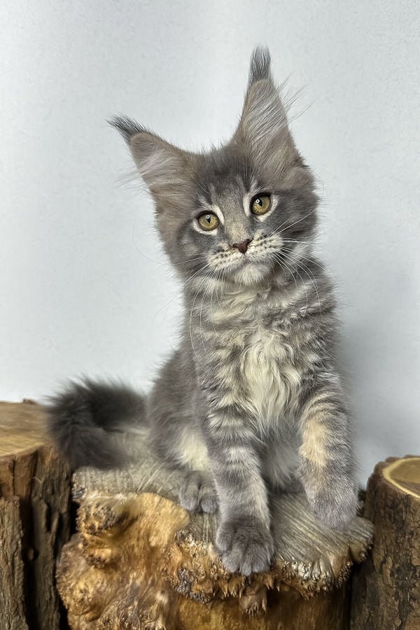 Maine Coon kitten, Caden