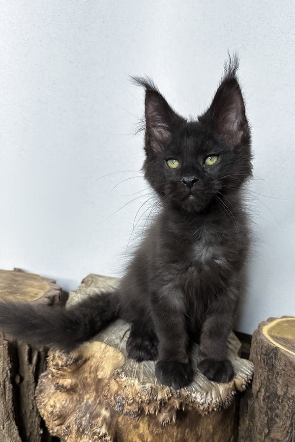 Maine Coon kitten, Cesar