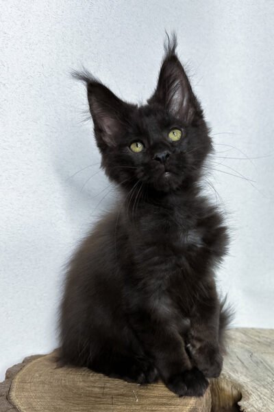 Cesar, Black With White Maine Coon, photo 2