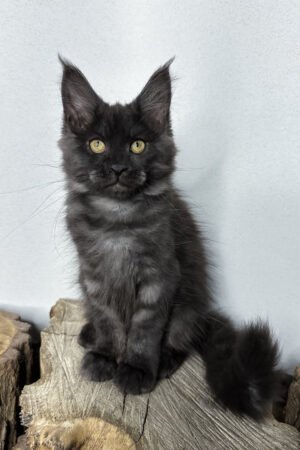 Chance, Black Smoke With White Maine Coon