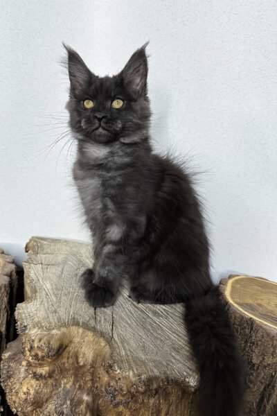 Chance, Black Smoke With White Maine Coon, photo 2