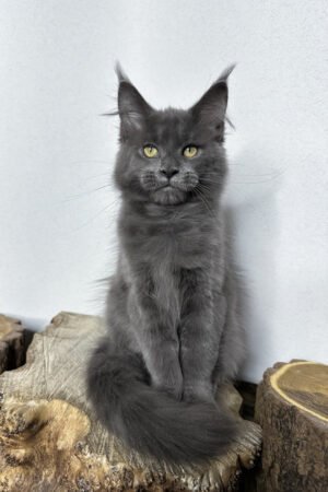 Clayton, Blue With White Maine Coon