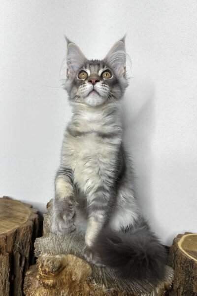 Clyde, Blue Silver Ticked Tabby Maine Coon, photo 2