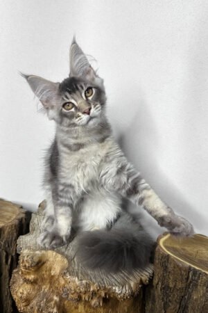 Clyde, Blue Silver Ticked Tabby Maine Coon