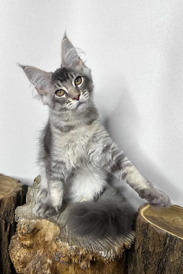 Maine Coon kitten, Clyde