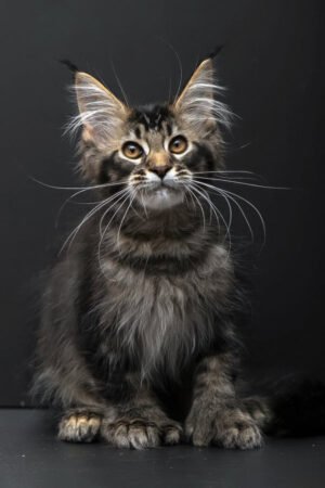 Colette, Black Ticked Tabby Maine Coon
