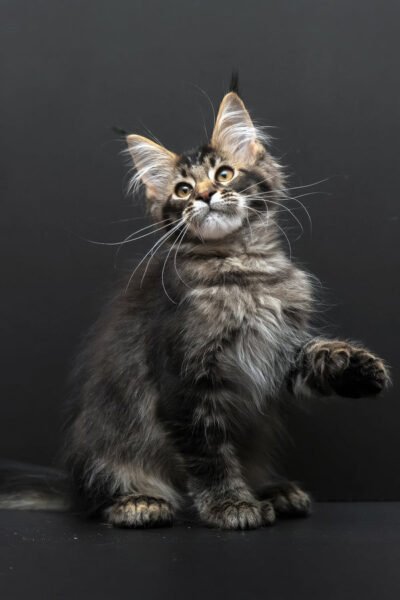 Colette, Black Ticked Tabby Maine Coon, photo 2