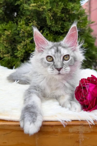 Elise, Black Silver Ticked Tabby Maine Coon, photo 3