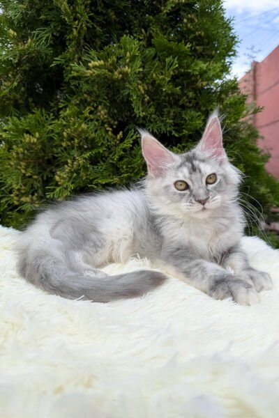 Elise, Black Silver Ticked Tabby Maine Coon, photo 2