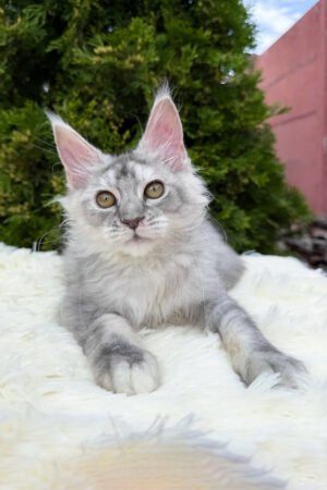 Elise, Black Silver Ticked Tabby Maine Coon