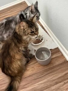 Eva and Zsa Zsa (URGENT) - Brown Or Chocolate