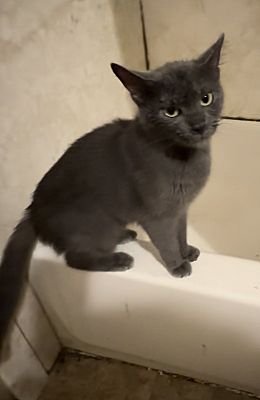 Graysea, Gray Or Blue, Maine Coon
