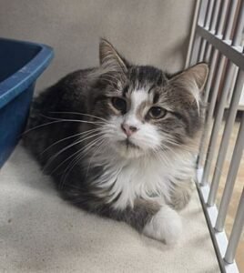 Grover - Brown Tabby