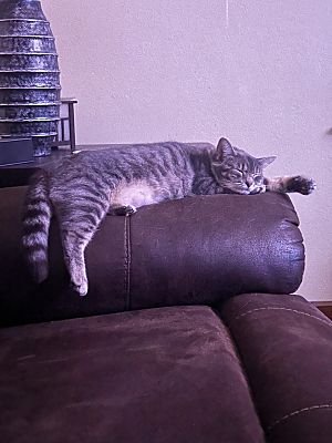 Kiki, Gray Or Blue (Mostly), Maine Coon