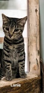 Laniee - Brown Tabby