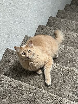 Muk (rusty), Tan Or Fawn, Maine Coon