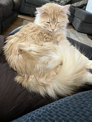 Oliver, Orange Or Red, Maine Coon