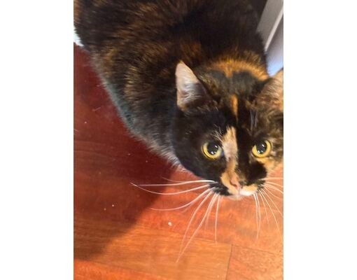 Pumpkin, Tortoiseshell, Maine Coon