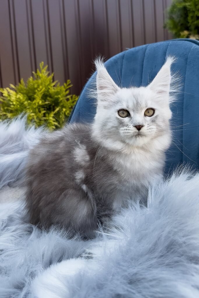 Maine Coon kitten, Rocky