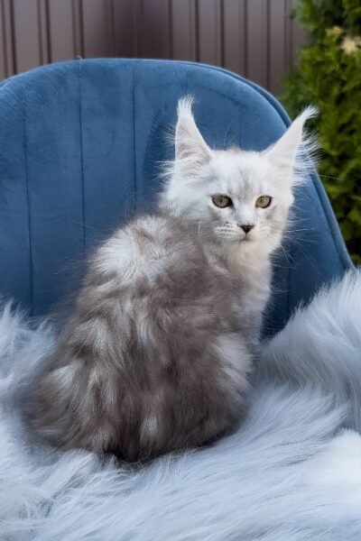 Rocky, Black Silver Blotched Tabby Maine Coon, photo 6