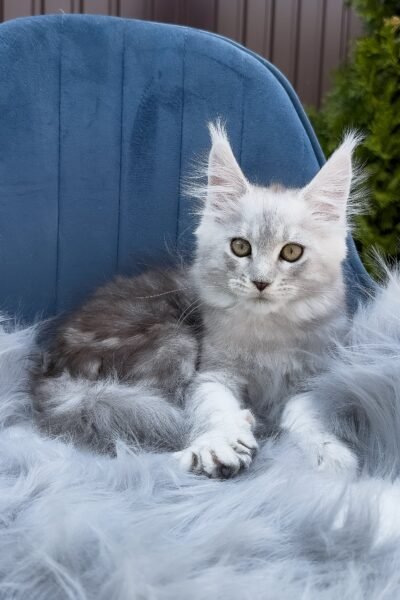 Rocky, Black Silver Blotched Tabby Maine Coon, photo 3