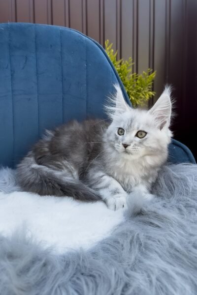 Rocky, Black Silver Blotched Tabby Maine Coon, photo 2