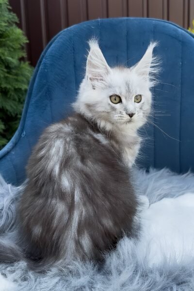 Rocky, Black Silver Blotched Tabby Maine Coon, photo 4