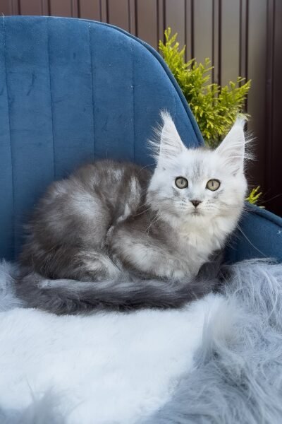 Rocky, Black Silver Blotched Tabby Maine Coon, photo 5