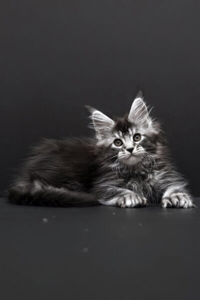 Royce, Black Silver Ticked Tabby Maine Coon, photo 2