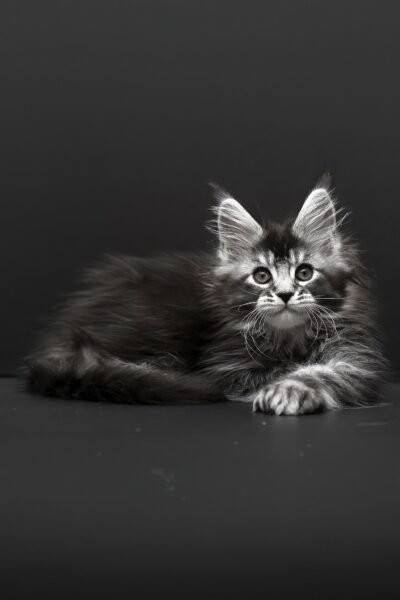 Royce, Black Silver Ticked Tabby Maine Coon, photo 4