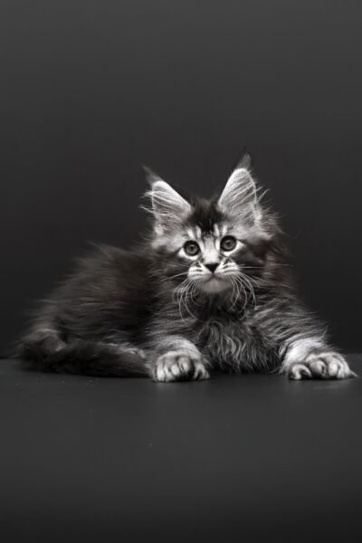 Royce, Black Silver Ticked Tabby Maine Coon, photo 6