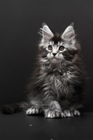 Royce, Black Silver Ticked Tabby Maine Coon