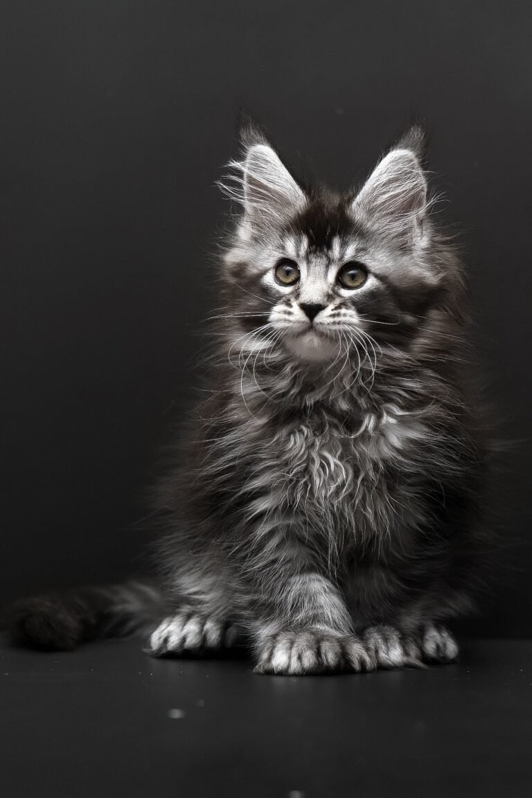 Royce, Black Silver Ticked Tabby, Maine Coon