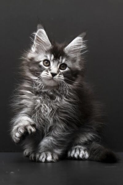 Royce, Black Silver Ticked Tabby Maine Coon, photo 5